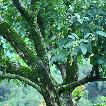 Haritaki Baum